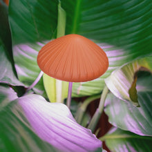  Mushroom Grow Light