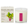 Backyard Rhubarb Candle