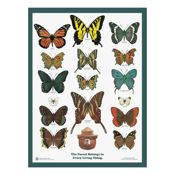 Butterflies of the Forest Educational Poster 18x24
