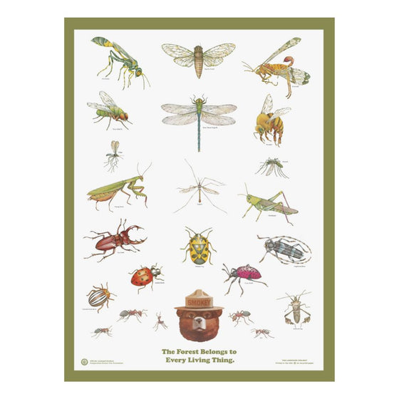 Insects of the Forest Educational Poster 18x24